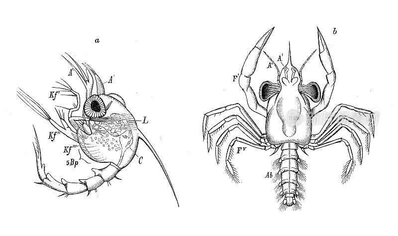 仿古生物动物学图像:Zoea Inachus, Megalopa Portunus